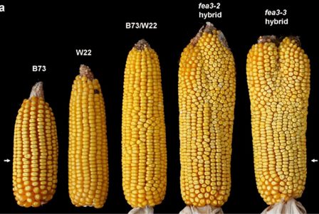 Биологи создали кукурузу-мутанта с двумя початками