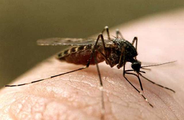Ученые США хотят использовать против комаров бактериологическое оружие