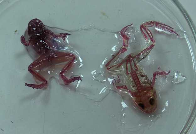 Прозрачных лягушек-мутантов нашли возле заброшенного химзавода в Красноуральске