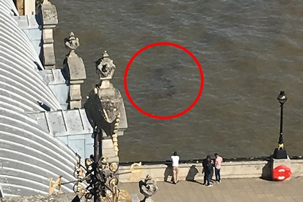Неопознанное крупное животное снова засняли в реке Темза