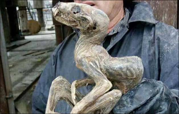 В Якутии нашли уникальную мумию животного