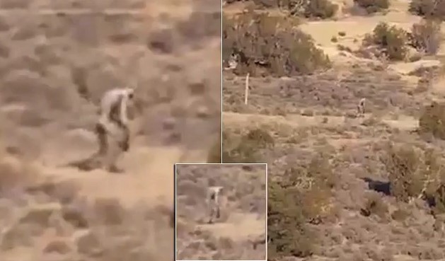 Загадочное существо снято на видео в Португалии. Йети? Чупакабра?