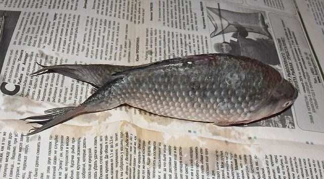 В Первоуральске поймали рыбу-мутанта с двумя хвостами