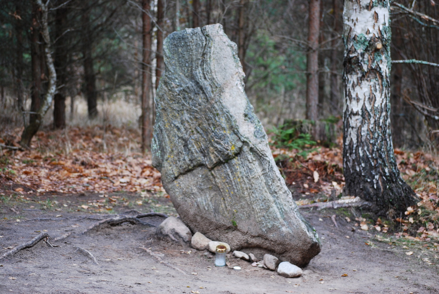 Каменный лес в Латвии