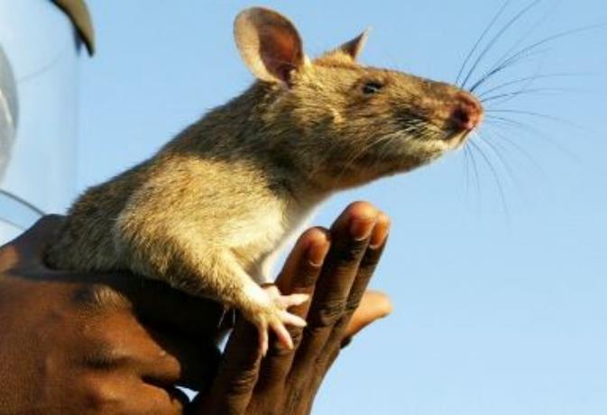 В Йоханнесбурге (ЮАР) гигантская крыса съела трехмесячного ребенка