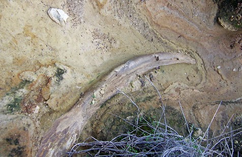 На острове Санта-Круз жили карликовые мамонты