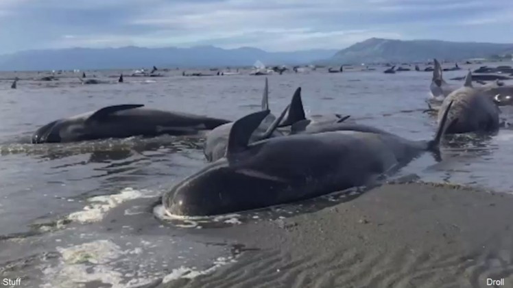 В Новой Зеландии произошло одно из самых массовых выбрасываний китообразных на берег в истории