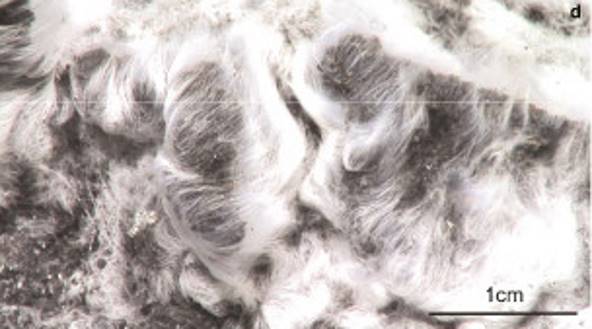 На месте извержения подводного вулкана обнаружили новые «волосатые» бактерии