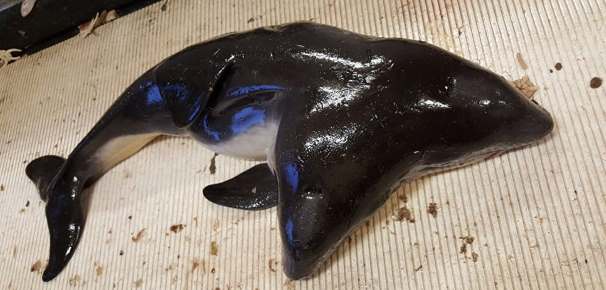 В Нидерландах рыбаки обнаружили в сетях двухголового дельфина