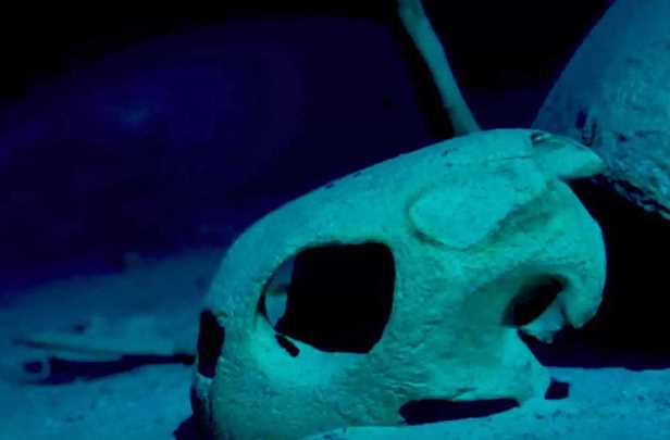 Загадка таинственного кладбища морских черепах у берегов Малайзии
