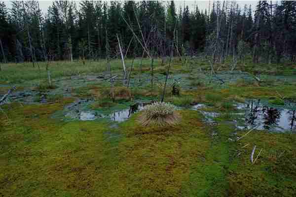 Костромская газета написала о том, что 90 лет назад в местных болотах водились загадочные монстры