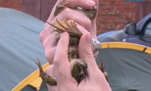 В пензенском заповеднике обнаружили лягушек-мутантов