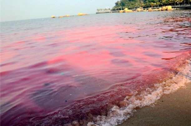 Российские ученые предупреждают о стремительном распространении в водах Мирового океана токсичных красных водорослей