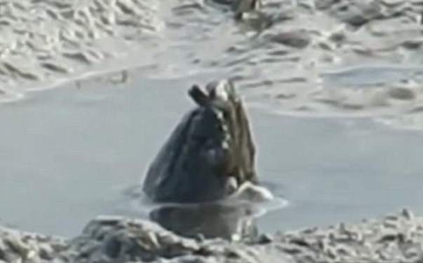 Загадочное существо, медленно погружавшееся в грязь, засняли в Австралии