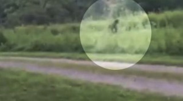 Полиция Южной Каролины запретила стрелять в йети, считая его человеком в костюме гориллы 