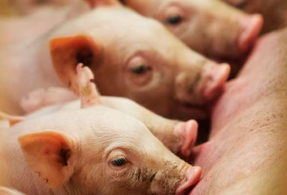 Впервые в науке: Американские генетики вырастили свиней с 
