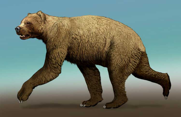 В поисках Иркуйема - легендарного огромного бурого медведя с севера