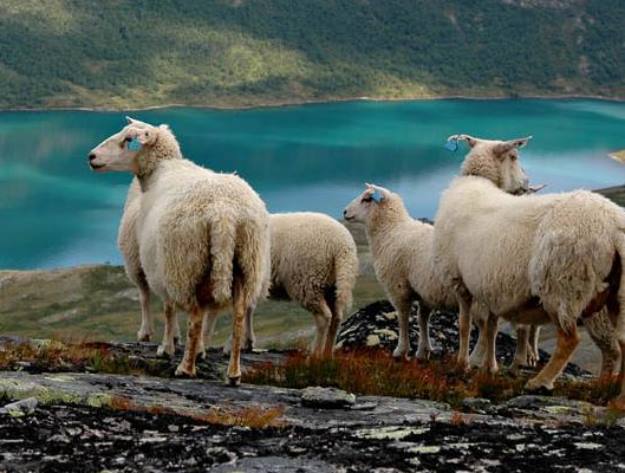 Плохой год для овец: Таинственная резня в Новой Зеландии, неизвестный хищник в Индии и бесследные исчезновения в Норвегии