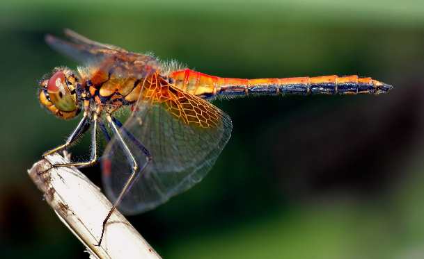 Новая загадка природы: На планете резко сократилось количество насекомых