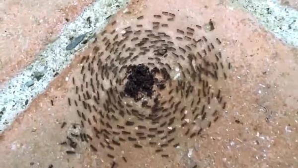 Муравьеворот- загадка муравьиных кругов