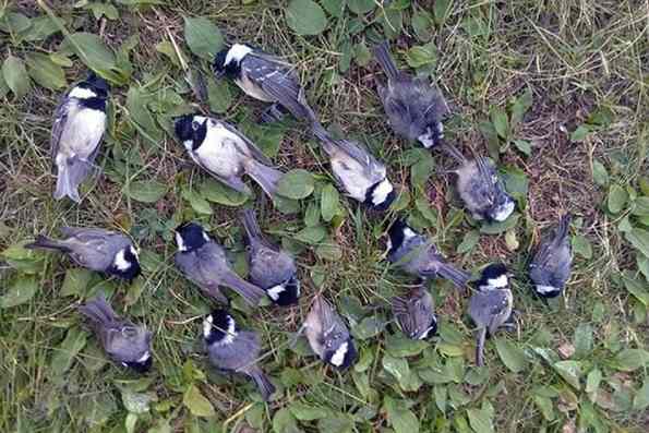 В Москве и Подмосковье нашли множество погибших по неизвестной причине птиц
