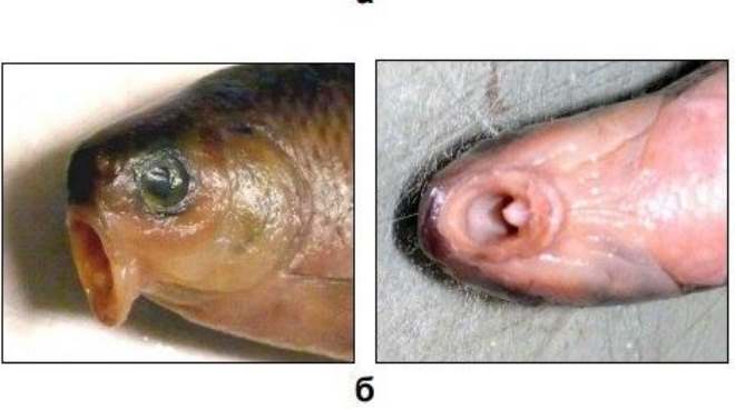 В Саратовском водохранилище обнаружили огромное количество рыб-мутантов