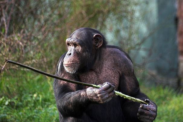 Палеоантропологи предлагают причислить шимпанзе и горилл к человеческому роду Homo