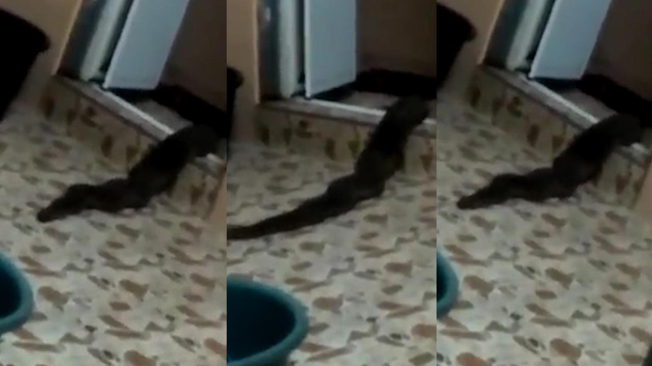 Неизвестное змееподобное существо выползло из туалета в Малайзии 