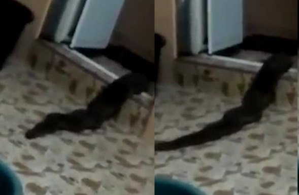 Неизвестное змееподобное существо выползло из туалета в Малайзии