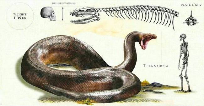 В Канаде найдены останки ископаемой огромной змеи