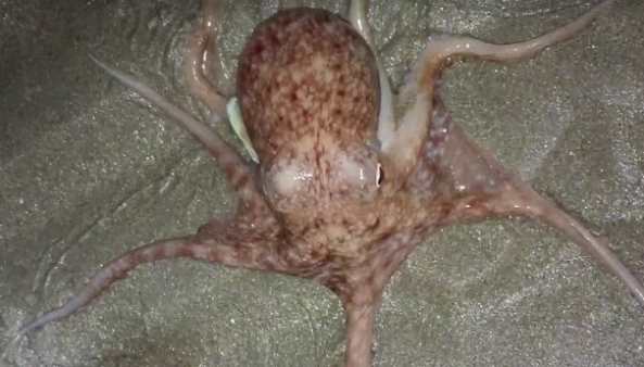В графстве Уэльс на берег по непонятной причине выползли десятки осьминогов