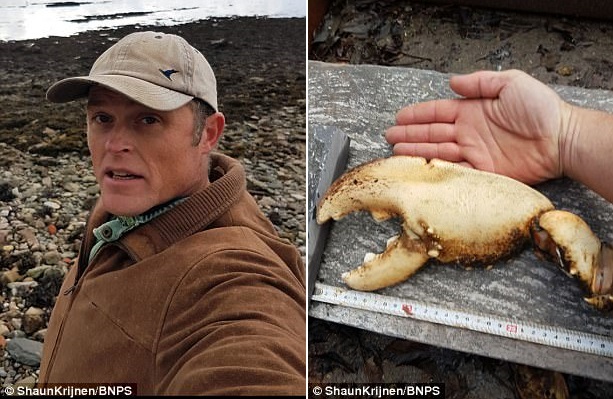 На берегу Уэльса нашли огромную клешню лобстера 
