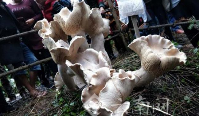 В Китае нашли огромный царь-гриб