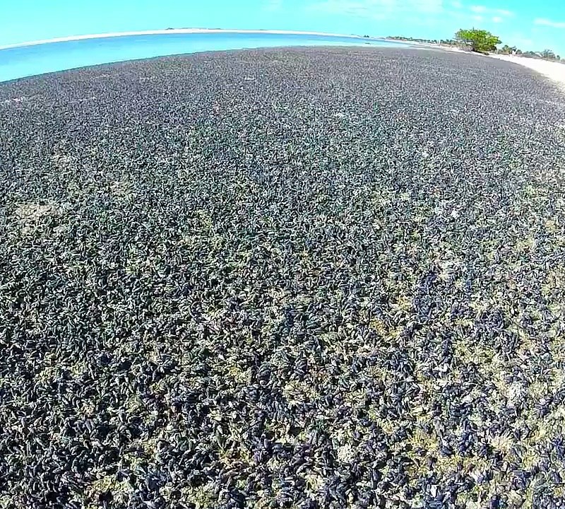 На пляже Флориды внезапно оказались миллионы черных улиток 