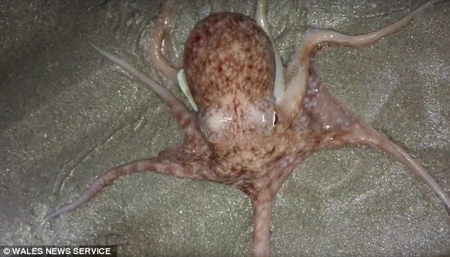 В графстве Уэльс на берег по непонятной причине выползли десятки осьминогов 