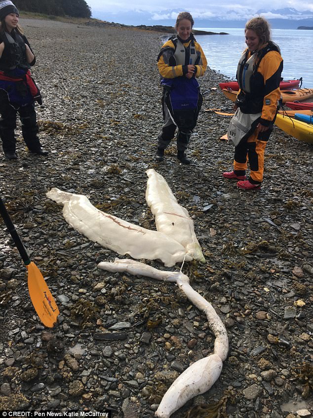 На берег Аляски выбросило останки пока неопознанного живого существа 