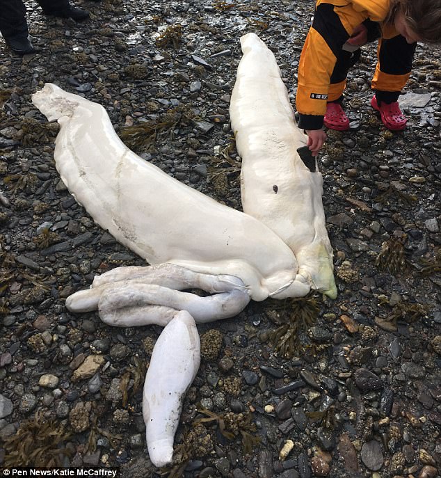 На берег Аляски выбросило останки пока неопознанного живого существа 