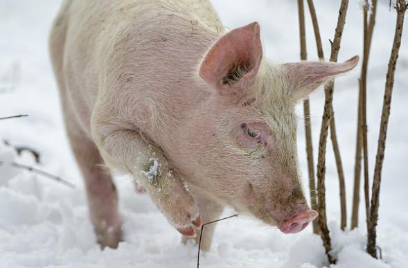 Китайцы вывели худых, но устойчивых к морозам свиней