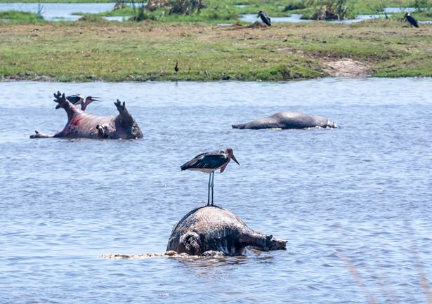 Сто бегемотов найдены мертвыми в реке Намибии 