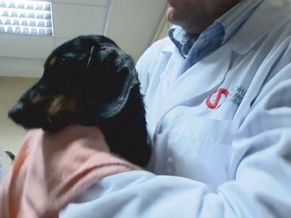 В России представили систему жидкостного дыхания и показали собаку, дышащую под водой