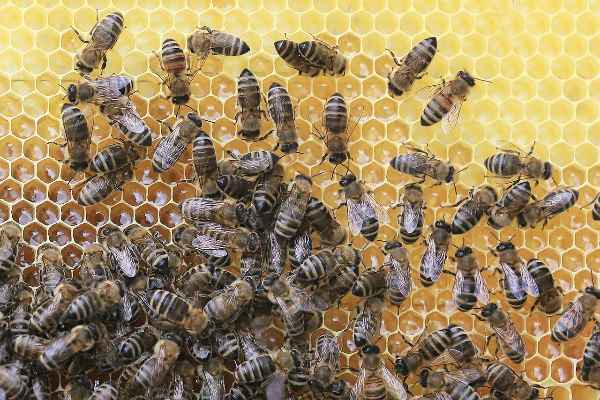 Вещий сон и пчелы. История от нашего читателя