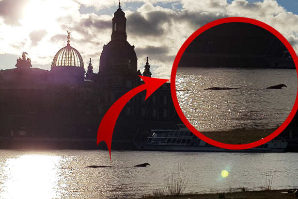 В Дрездене на реке Эльба засняли в воде огромную рыбу или неведомое существо