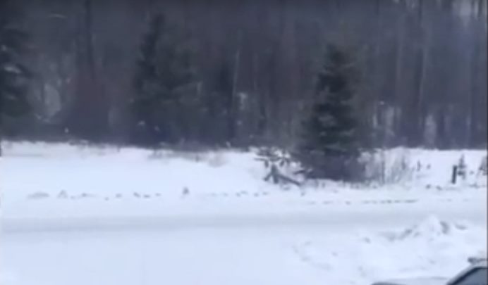 Житель Канады записал необычные пугающие вопли, доносящиеся из леса 