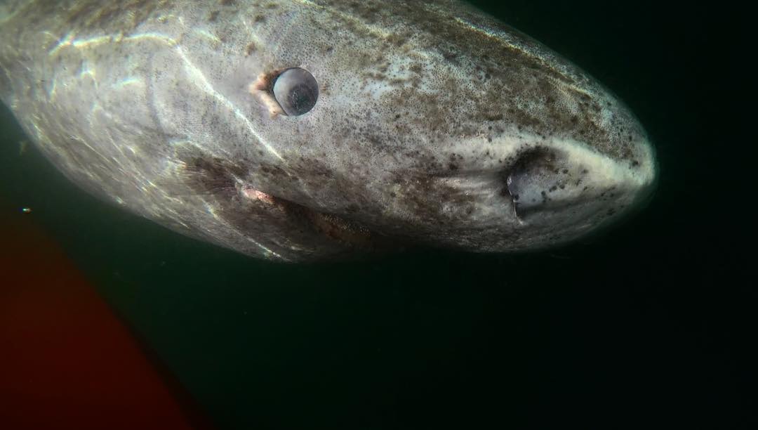 Экологи обнаружили 512-летнюю акулу 