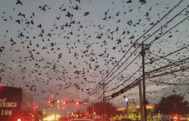 В Техасе огромная стая мечущихся птиц над шоссе напугала водителей