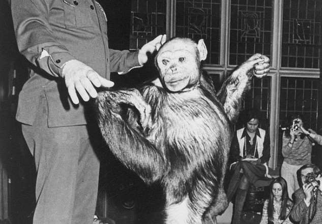 В 1920-х годах в США родился гибрид человека и шимпанзе