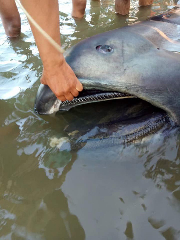 На Филиппинах на берег выбросило редкую глубоководную акулу: жители связали это с грядущими бедствиями