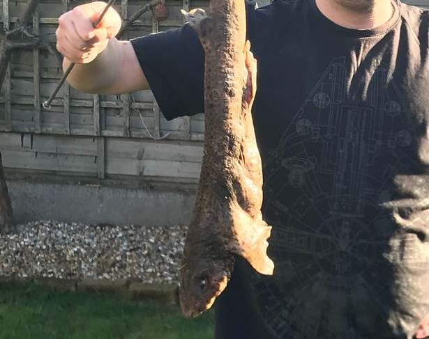 В британский сад с неба упала кошачья акула