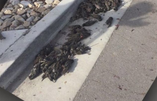 В штате Юта сотни мертвых птиц внезапно упали с неба