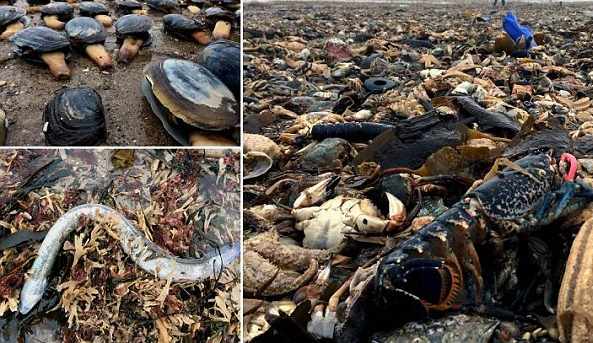 Шторм Эмма выбросил на пляж Йоркшира миллионы рыб, моллюсков, крабов и морских звезд